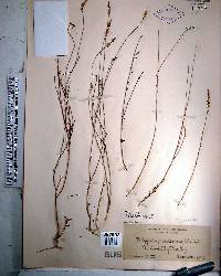 Polygala boykinii image