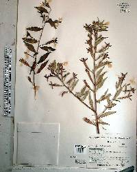 Ludwigia octovalvis image