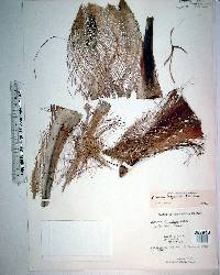 Coccothrinax inaguensis image