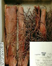 Livistona chinensis image
