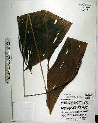 Geonoma cuneata image