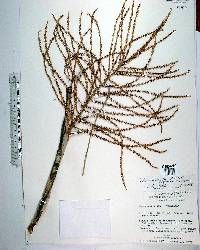 Chamaedorea sartorii image