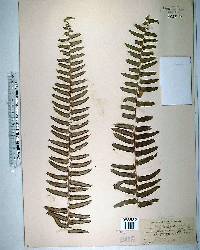 Nephrolepis exaltata image