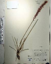 Liatris tenuifolia image