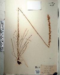 Liatris tenuifolia image