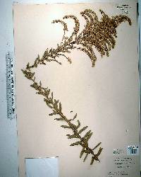 Solidago tortifolia image