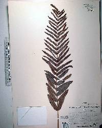 Blechnum serrulatum image