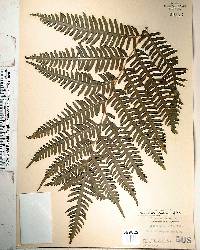 Pteris tripartita image