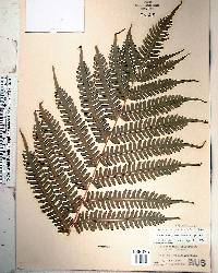 Pteris tripartita image