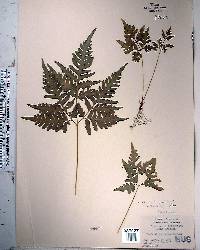 Pteris tripartita image