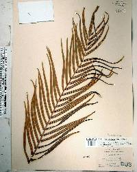 Pteris vittata image