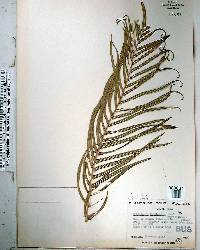 Pteris vittata image