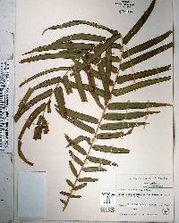 Pteris vittata image