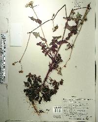 Sonchus oleraceus image