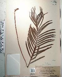 Zamia pumila image