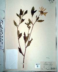 Helianthus tuberosus image