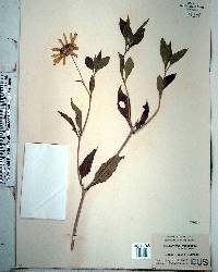 Helianthus tuberosus image