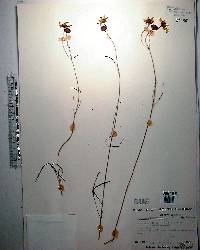 Coreopsis leavenworthii image