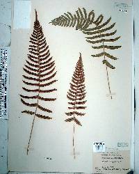 Blechnum occidentale image