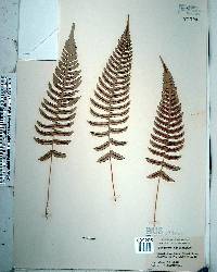Blechnum occidentale image