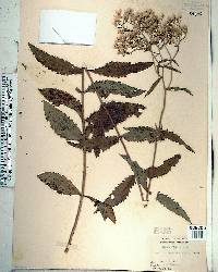 Eupatorium album image