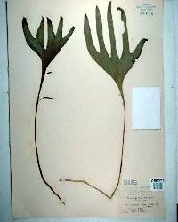 Ophioglossum palmatum image