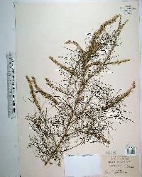 Eupatorium leptophyllum image