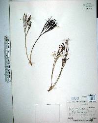 Psilotum nudum image