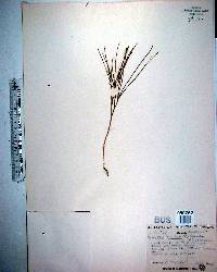 Psilotum nudum image