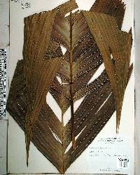 Pinanga coronata image