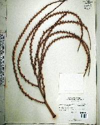 Ptychosperma macarthurii image