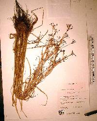 Psilocarya nitens image