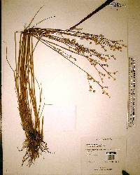 Juncus scirpoides image