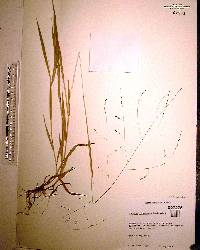 Kellochloa verrucosa image