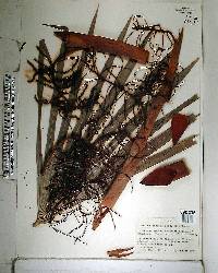 Thrinax excelsa image