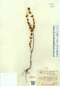 Hypericum tetrapetalum image