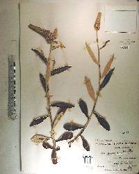 Pterocaulon pycnostachyum image