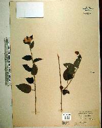 Pavonia spicata image