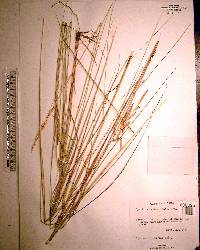 Spartina patens image