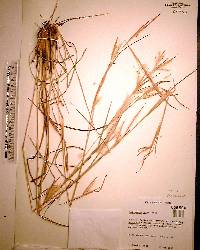 Andropogon gyrans image