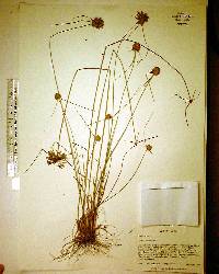 Cyperus filiculmis image