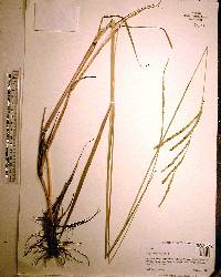Paspalum urvillei image
