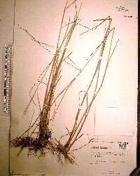 Panicum tenerum image