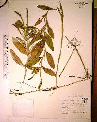 Potamogeton illinoensis image