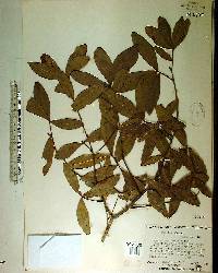 Quercus laurifolia image