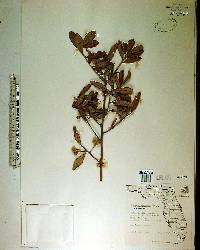 Quercus geminata image