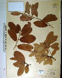 Quercus virginiana image