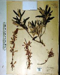 Quercus pumila image