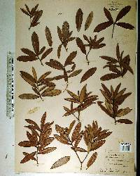 Quercus pumila image