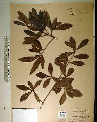 Quercus phellos image